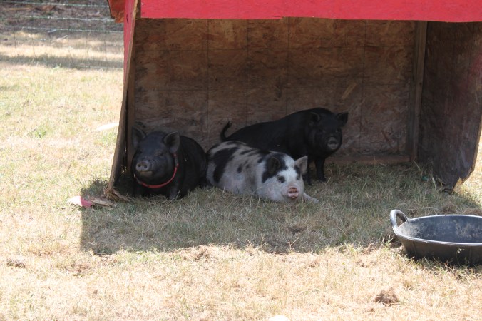 the swine of Baldwin Acres