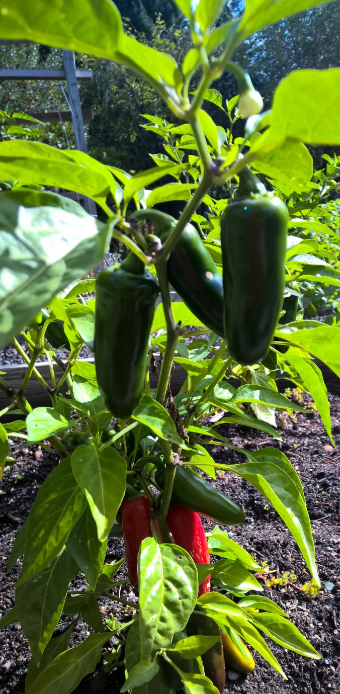 AdobePhotoshopExpress_b7d7f4fc16fb4c5aac8969bc8df940e7