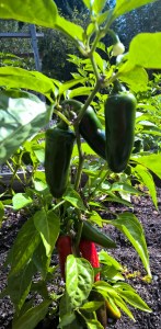 AdobePhotoshopExpress_b7d7f4fc16fb4c5aac8969bc8df940e7