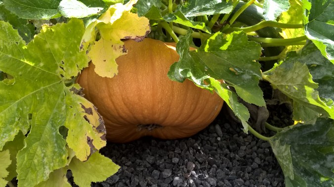 WP_20150903_10_51_55_Pro