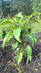 WP_20150903_10_54_01_Pro