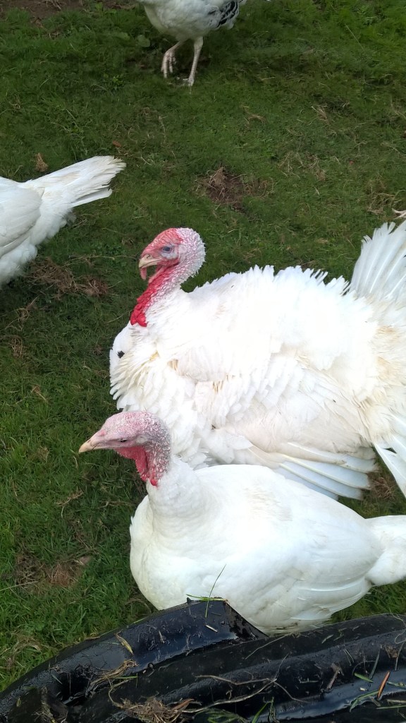 WP_20150909_09_50_27_Pro