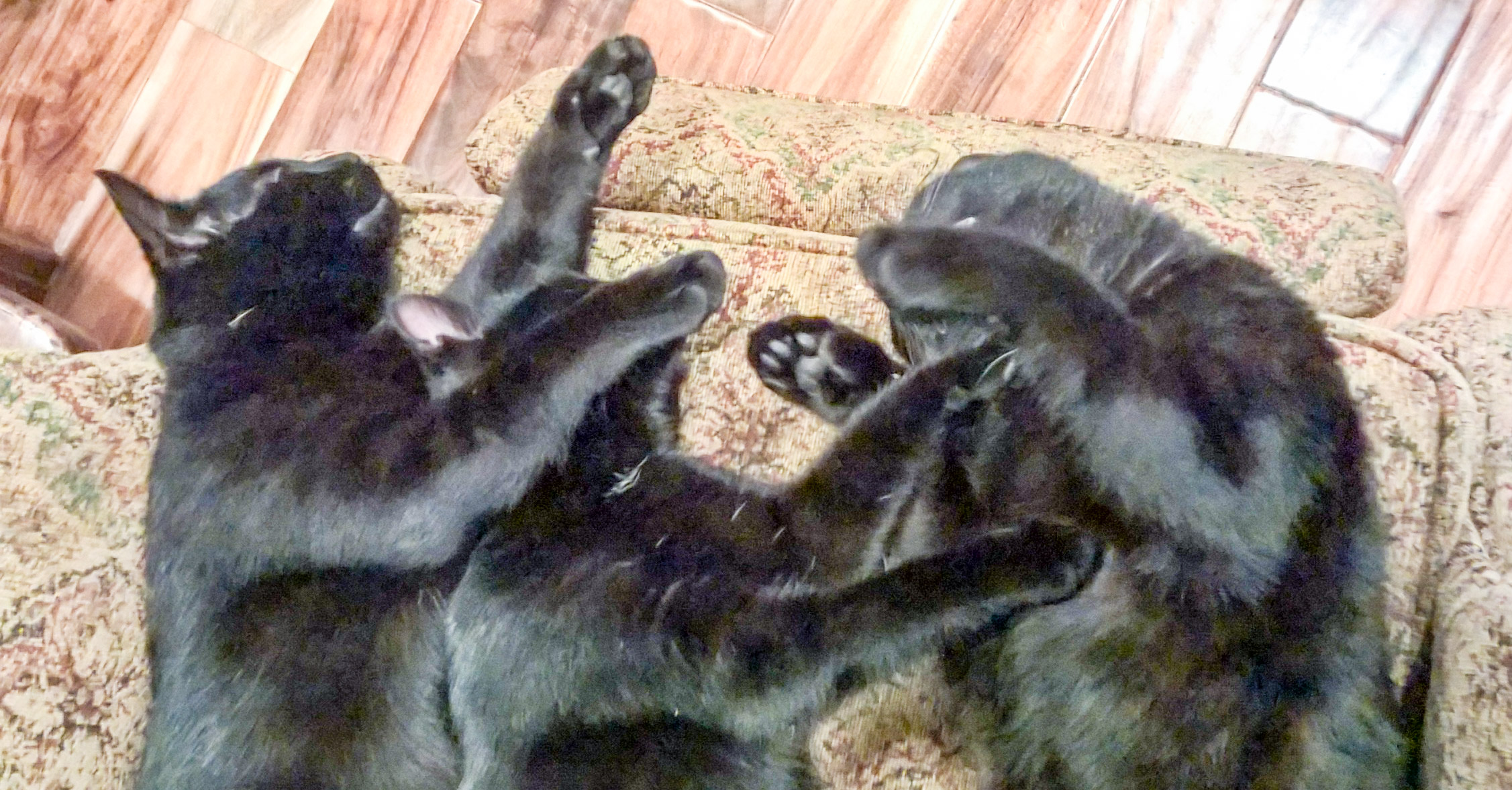 AdobePhotoshopExpress_5972edb7b1944db5b34ca5ed6d56c65e