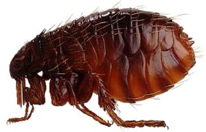 image_sci_animal041flea